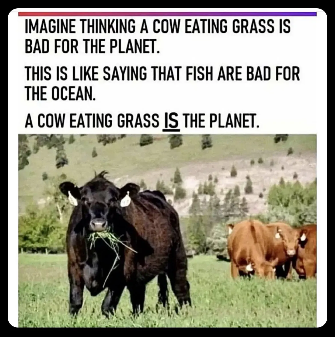 Cows are not the problem with Climate Change