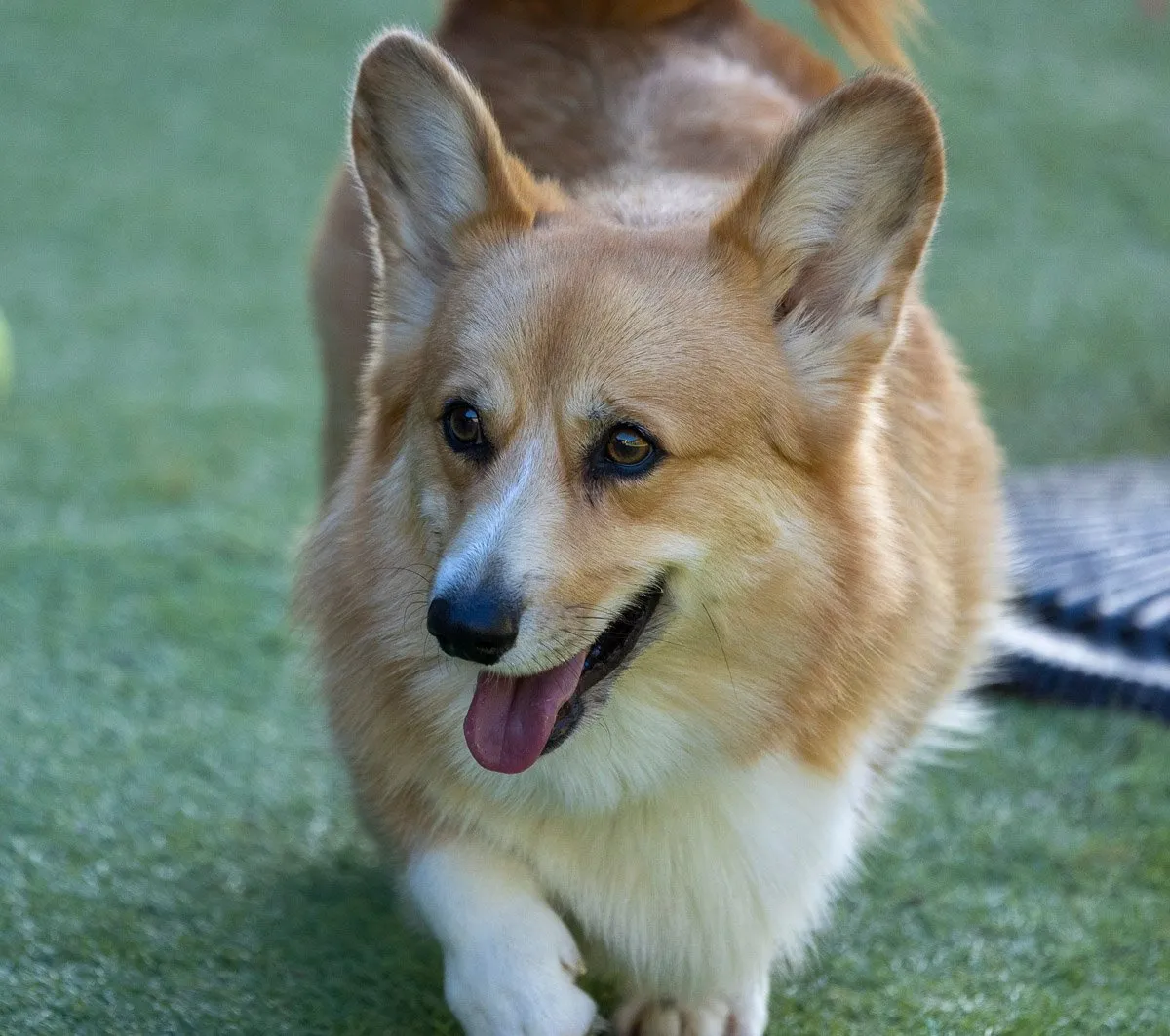 Laffy the Corgi at Strictly Paws