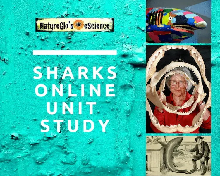 sharks online unit study