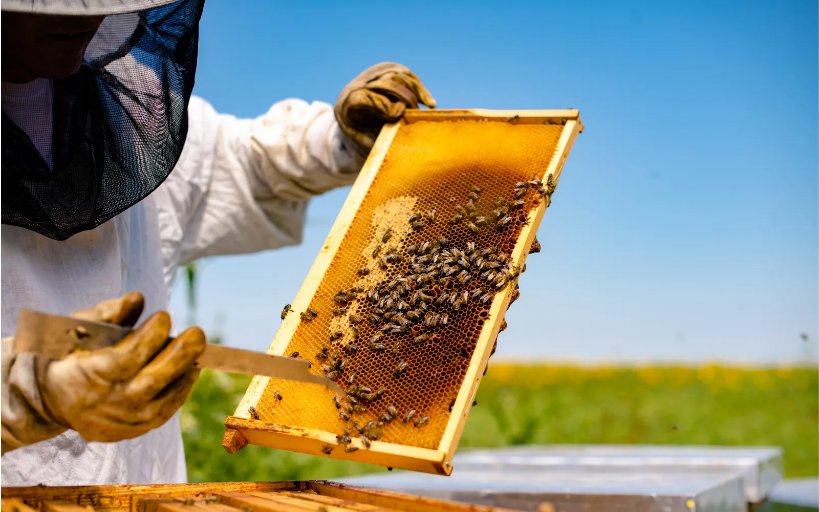 Beekeeper inspecting a frame of honey