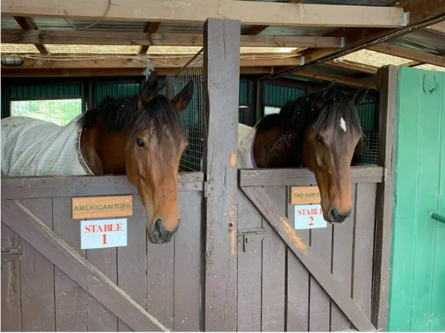 2 Horses in side by side stables