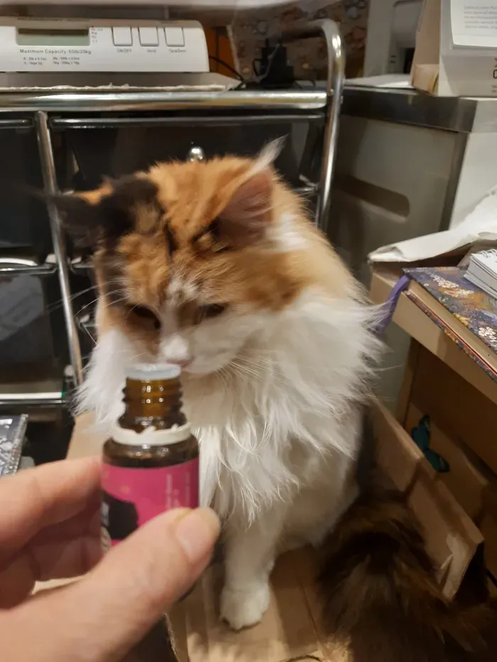 Yamilla Maine Coon Aromatherapie