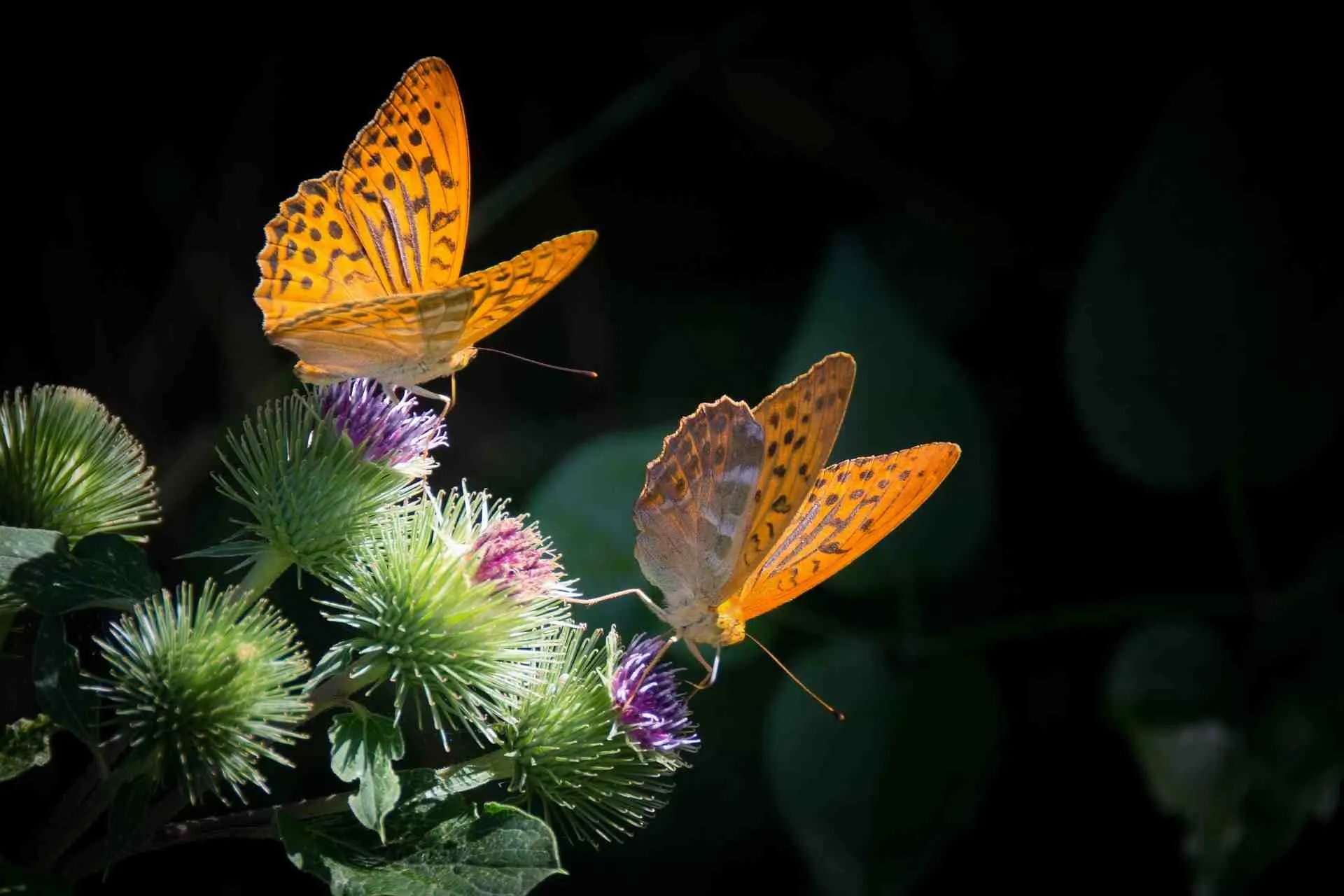 Butterflys on a plant