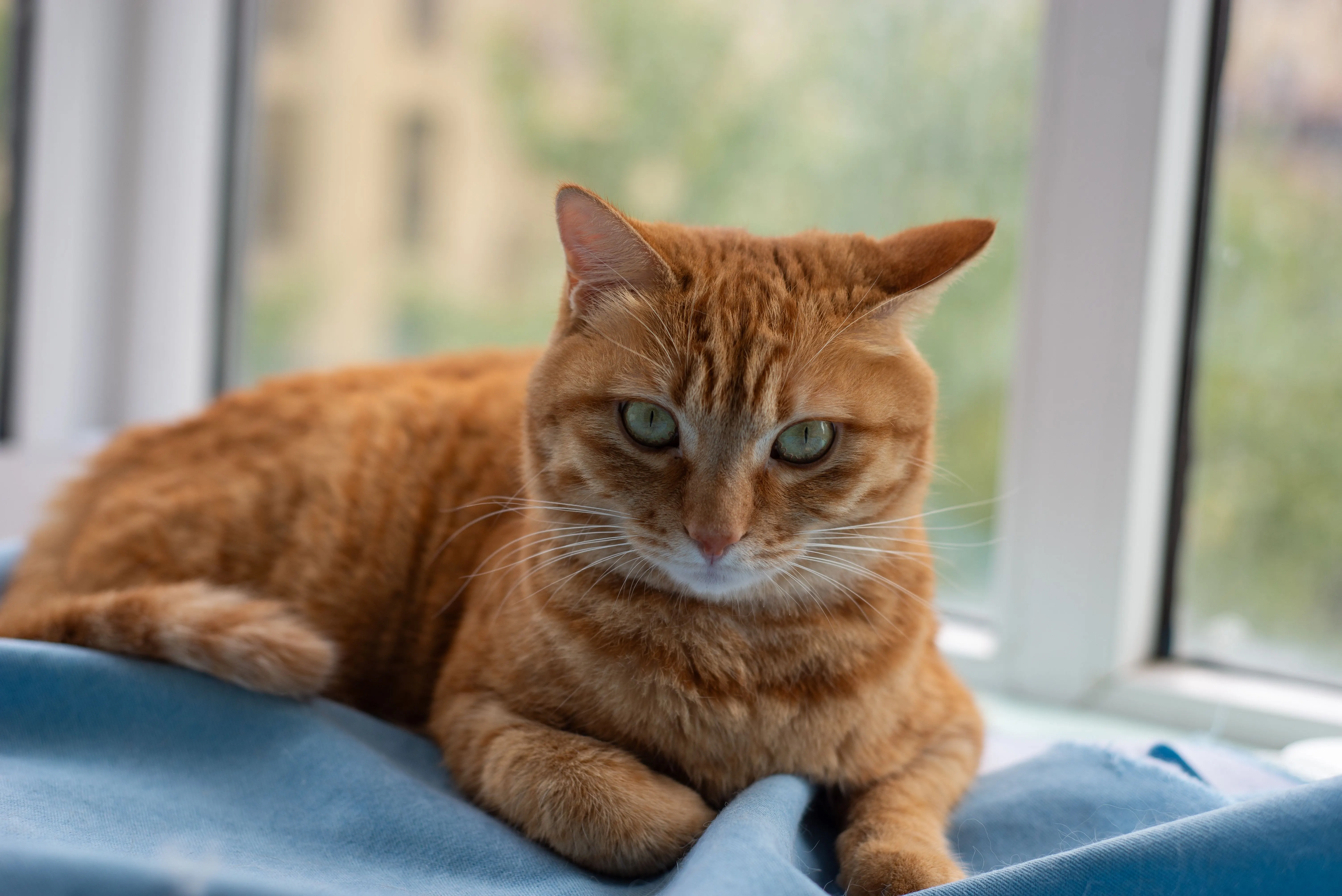Animal Communication Intro