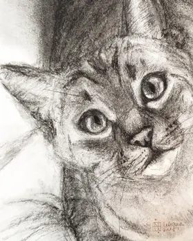 Zookromía - Carboncillo