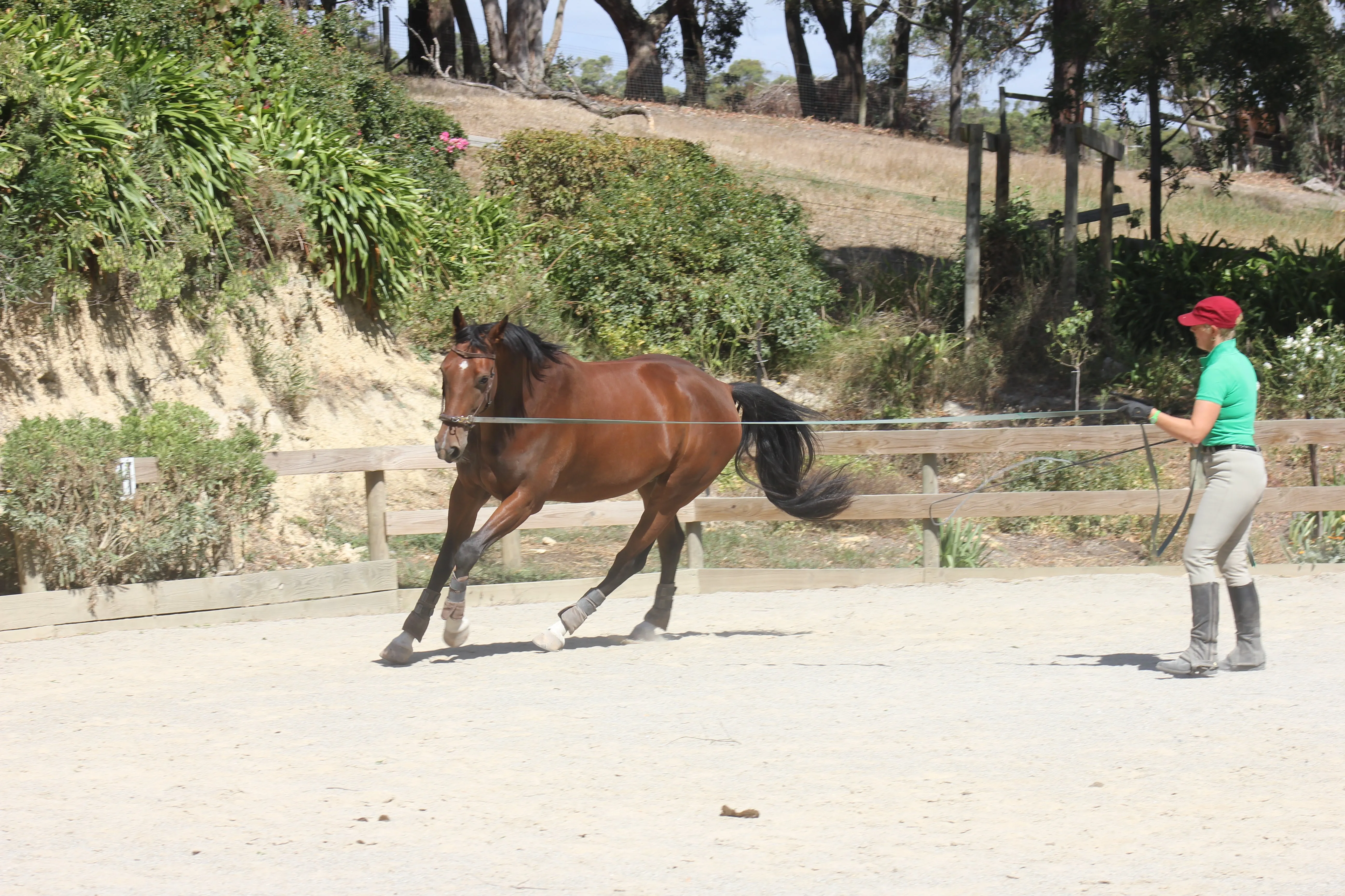 Leanne lunging a horse in our outdoor arena, working on its forward movement and posture, making sure they stay relaxed