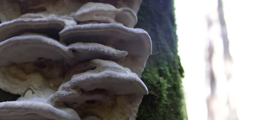fungi
