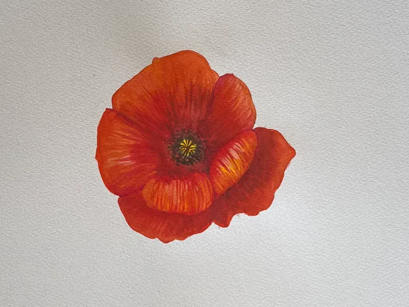 bianca-rathgeb-mohn-blume-illustration