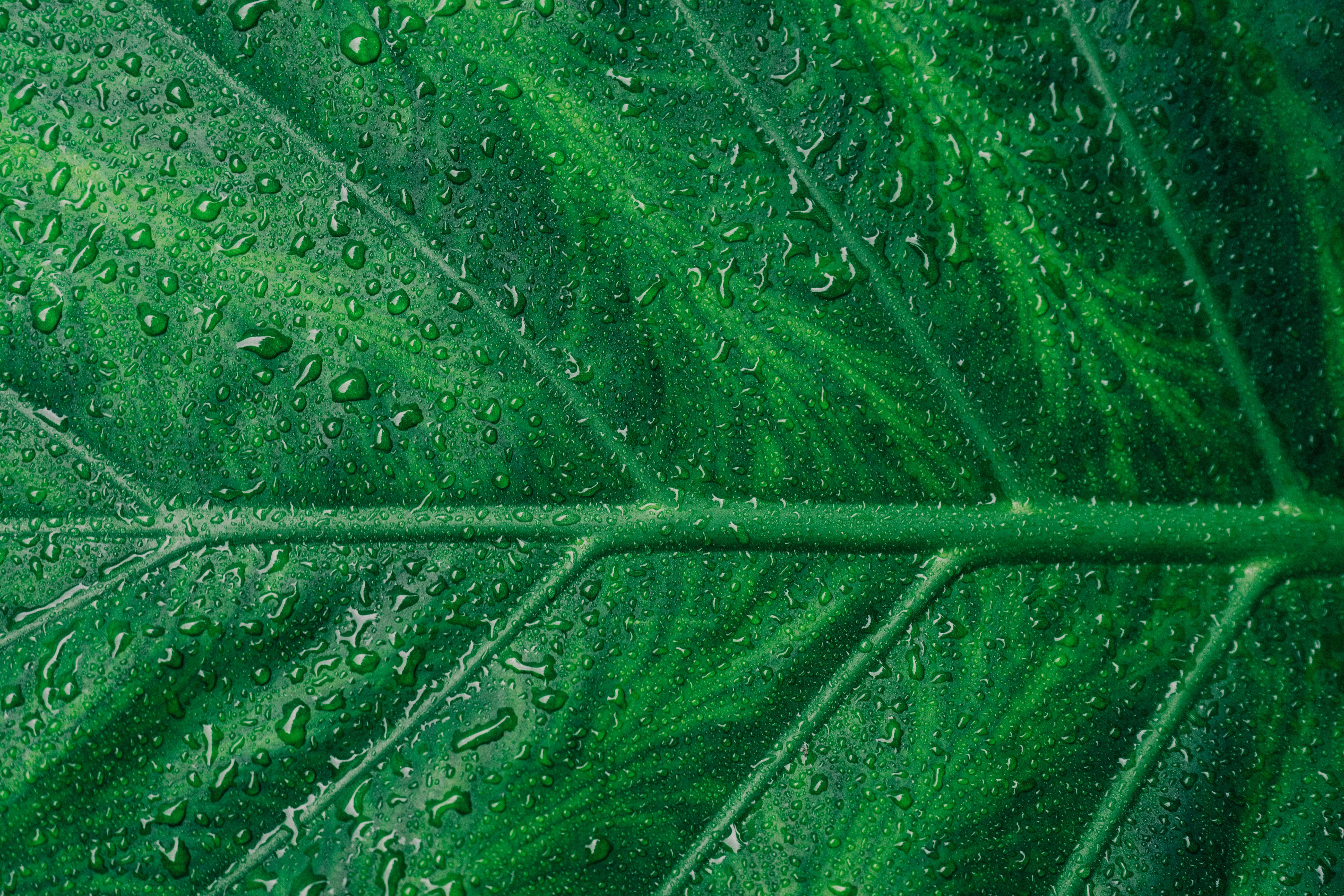 Leaf Image Green