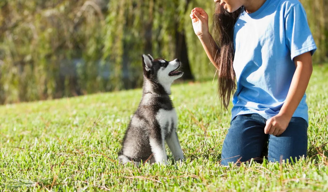 Puppy looking at girl with treat smiling waiting patiently in a field