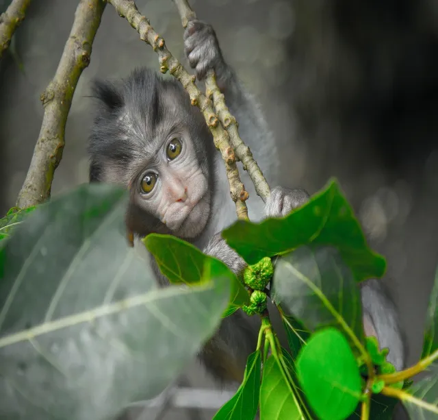 Monkey in tree, Bali, Indonesia, Free Bali Hotel stays