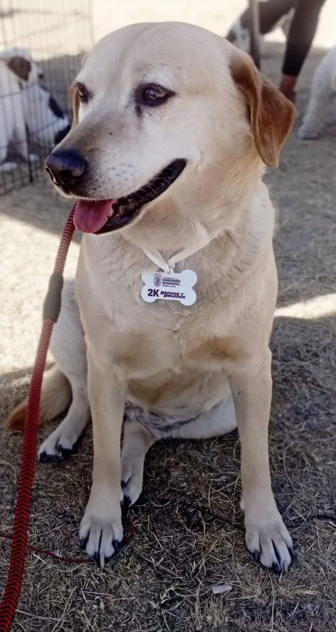Gorda: Cream-colored shepherd mix lounging outside. Calm, older girl, great with cats and dogs.