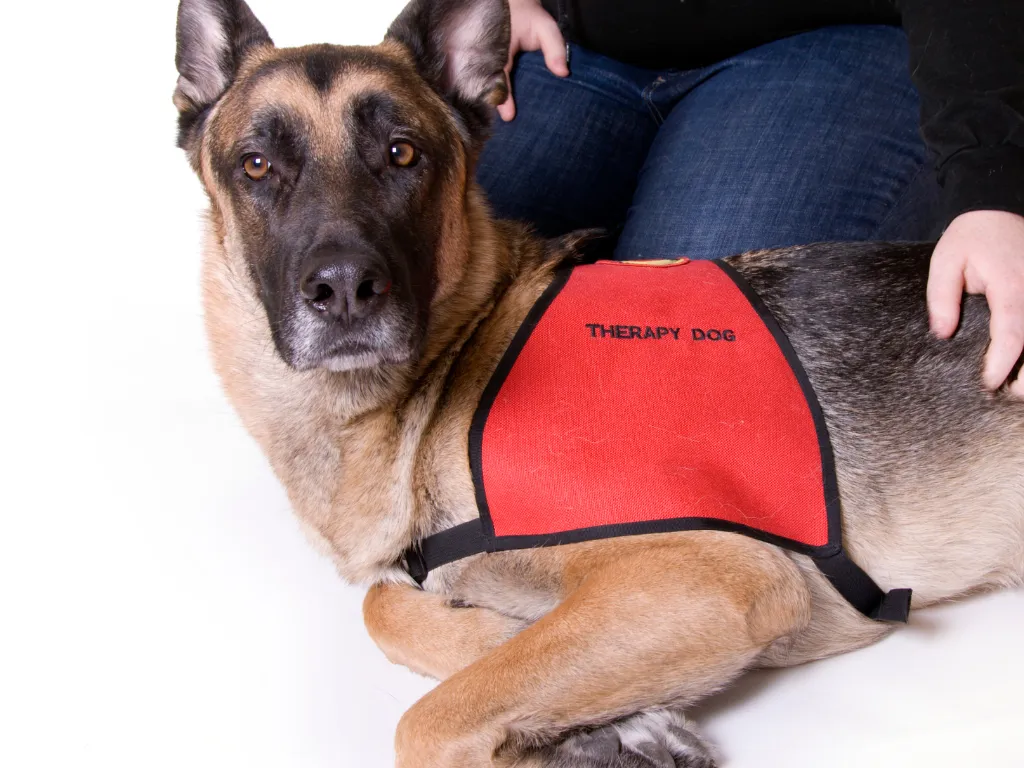 Therapy dog German Shepherd therapy k9 Newman's Dog Training