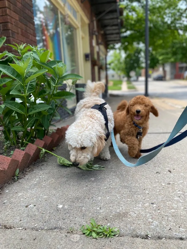 Newman' Dog Training walking 2 dogs loose leash training
