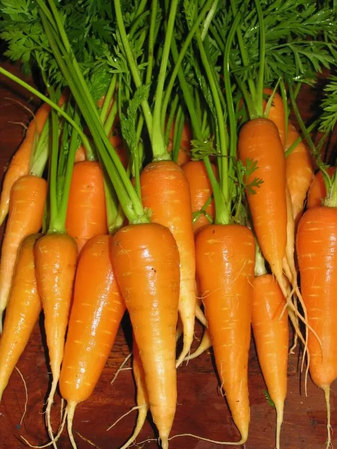 steller carrots