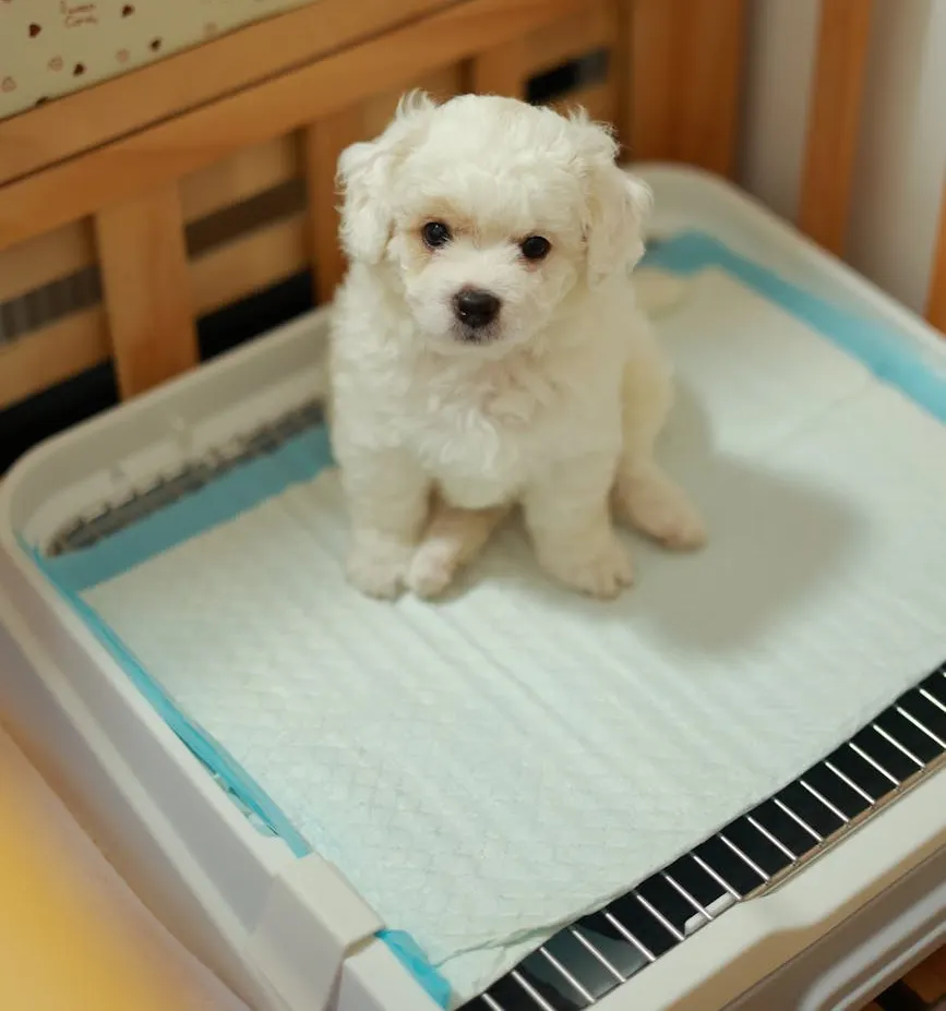 Mobile puppy potty training near me Newman's Dog Training puppy on potty pad.