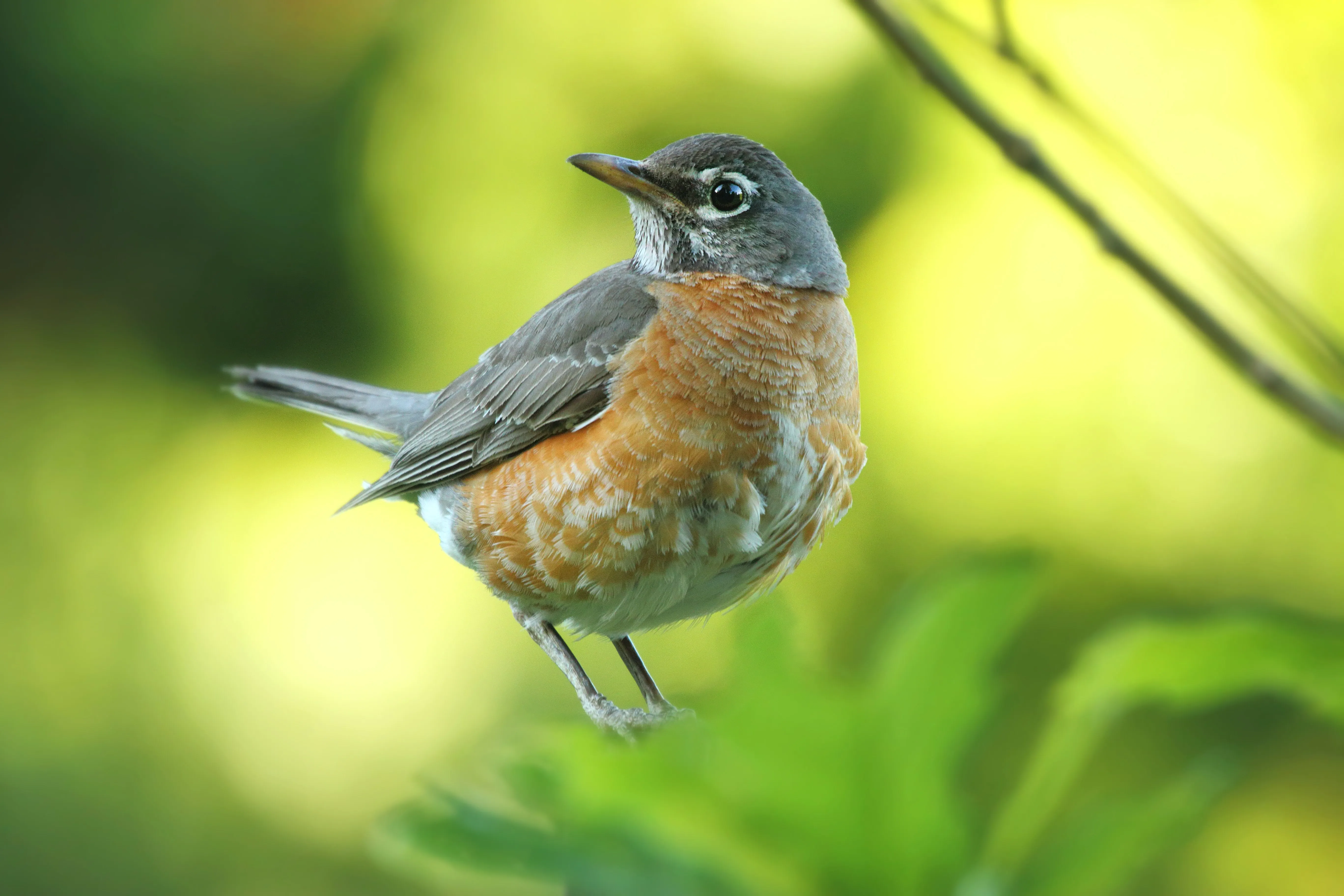 American Robin in the grass