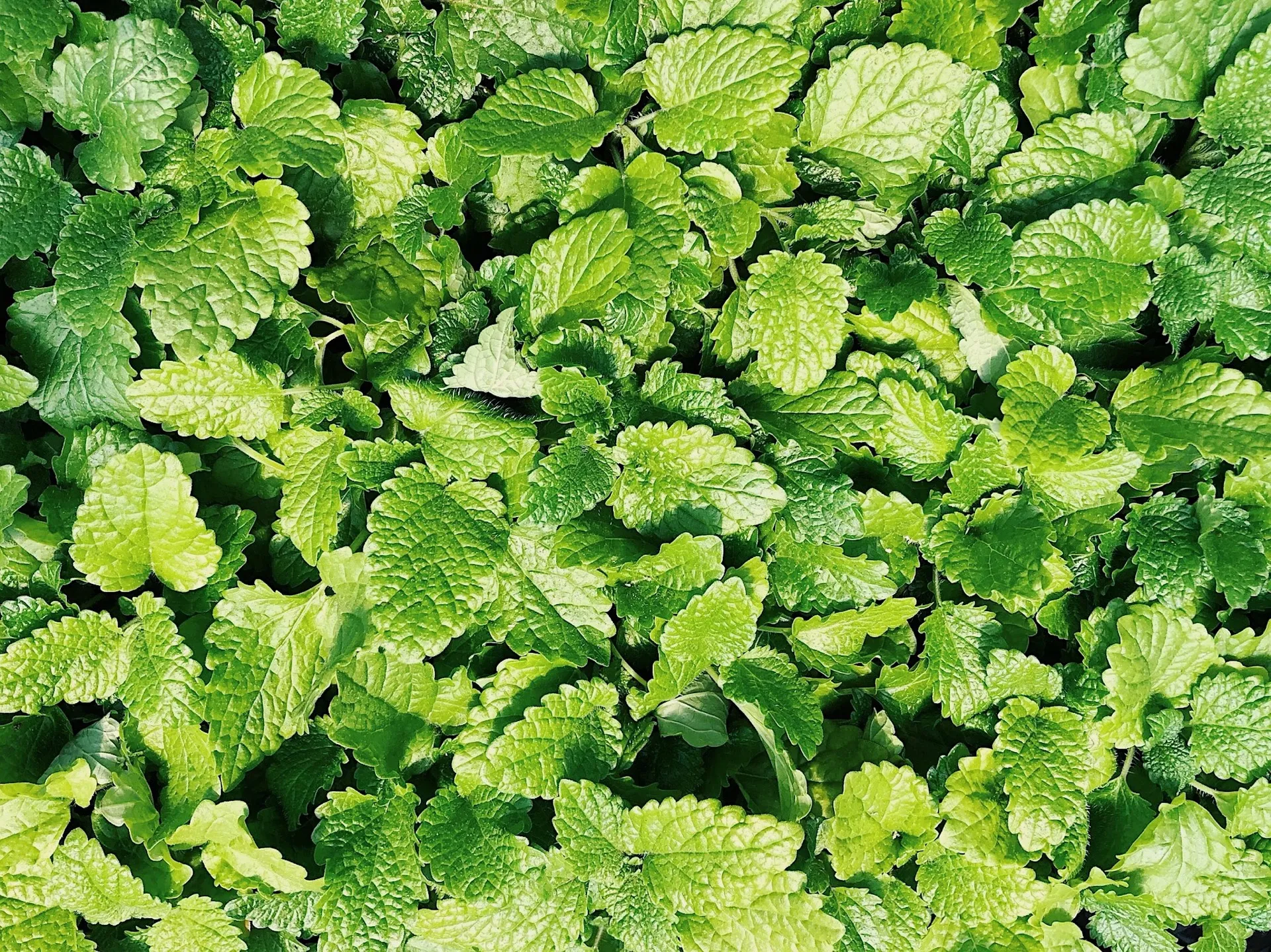 Peppermint is a great pick-me-up aroma.