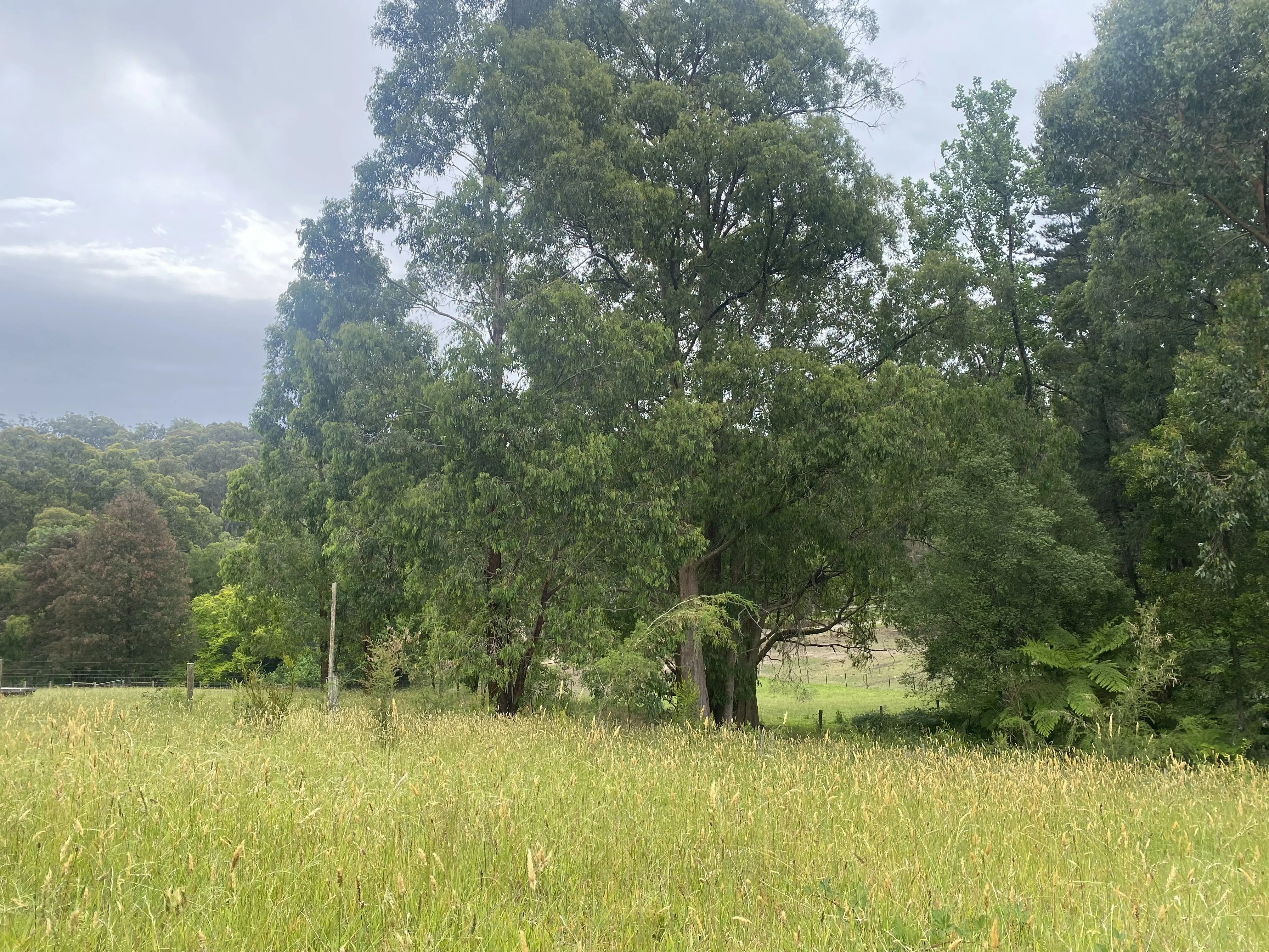 Forest haen ready for a breath yurt