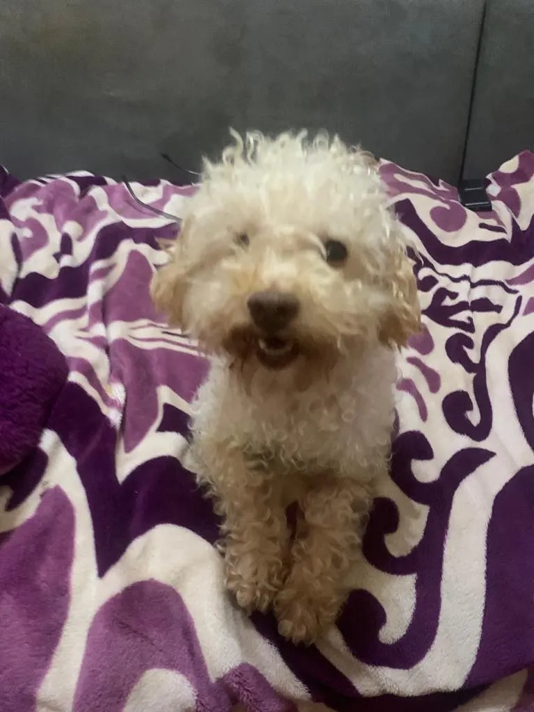 . Lorenzo: Fluffy white poodle mix sitting on purple heart blanket. Friendly, high energy, loves cuddles and toys.