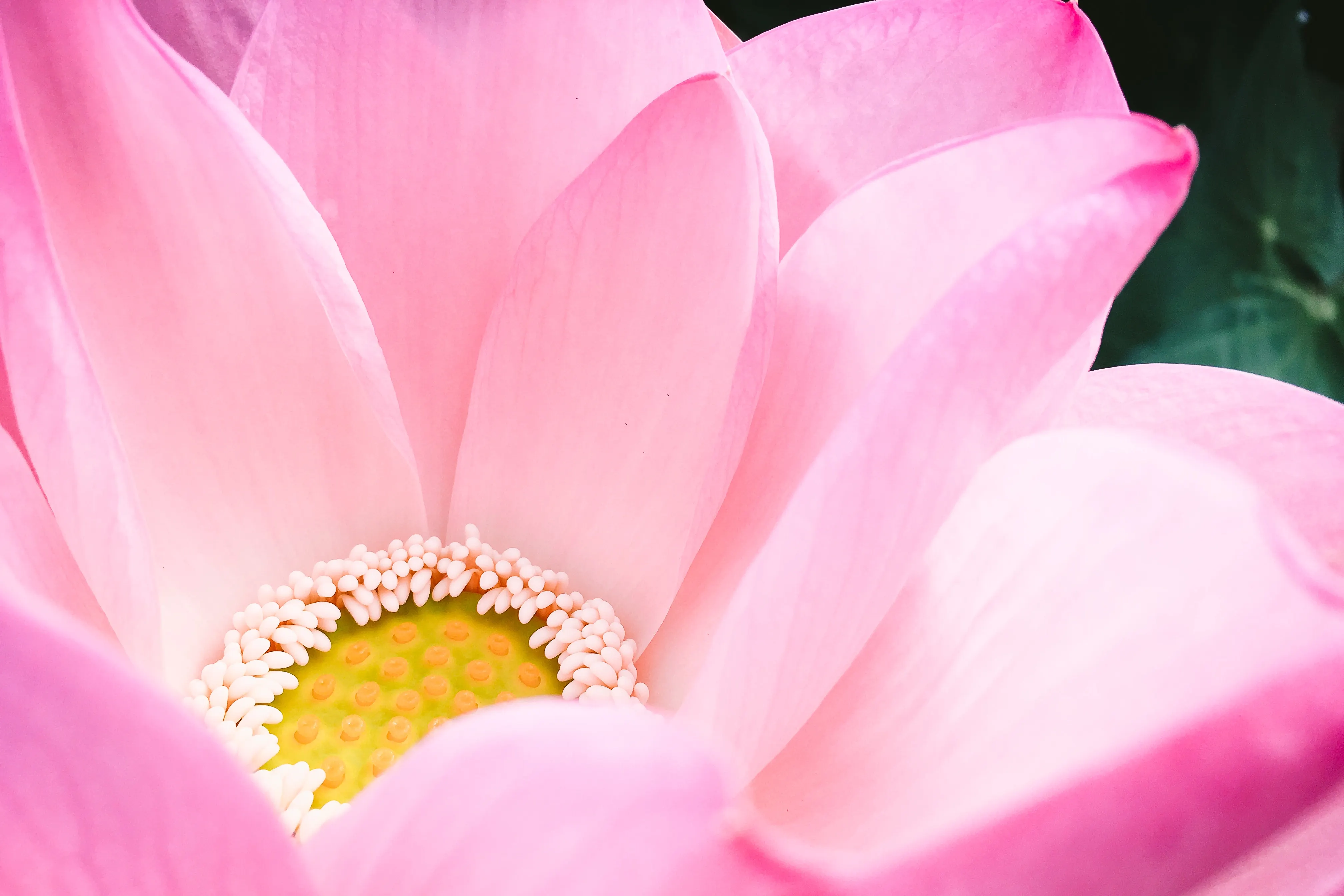 cancer healing