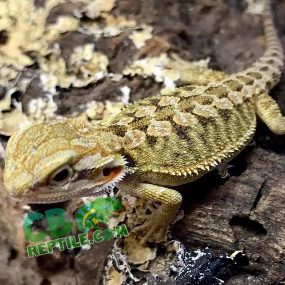 picture of hypo bearded dragon