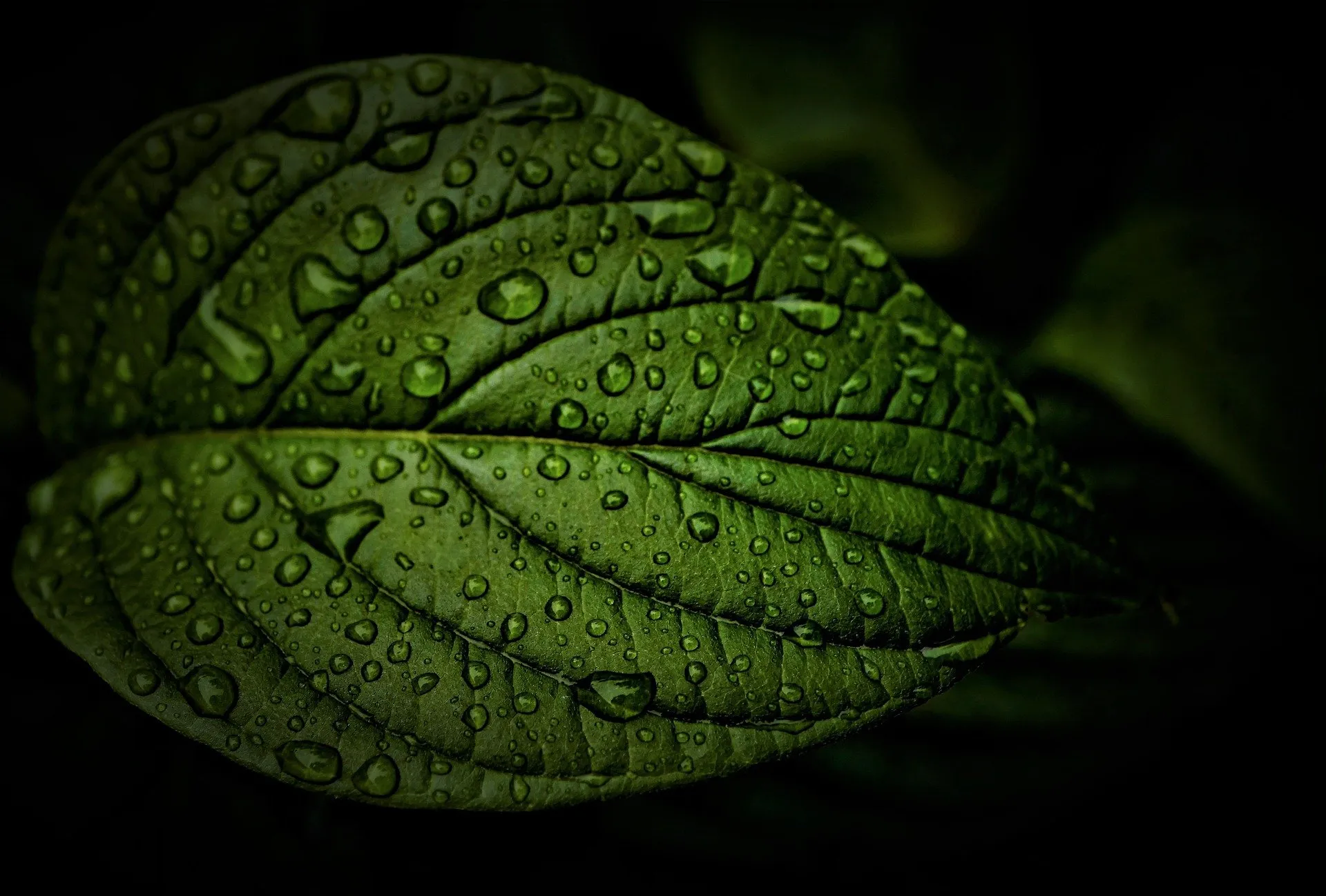 Green summer leaf