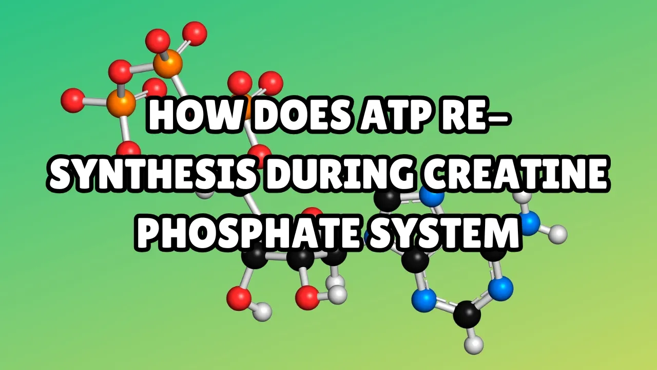 How Does ATP Re-Synthesis During Creatine Phosphate System combat creatine