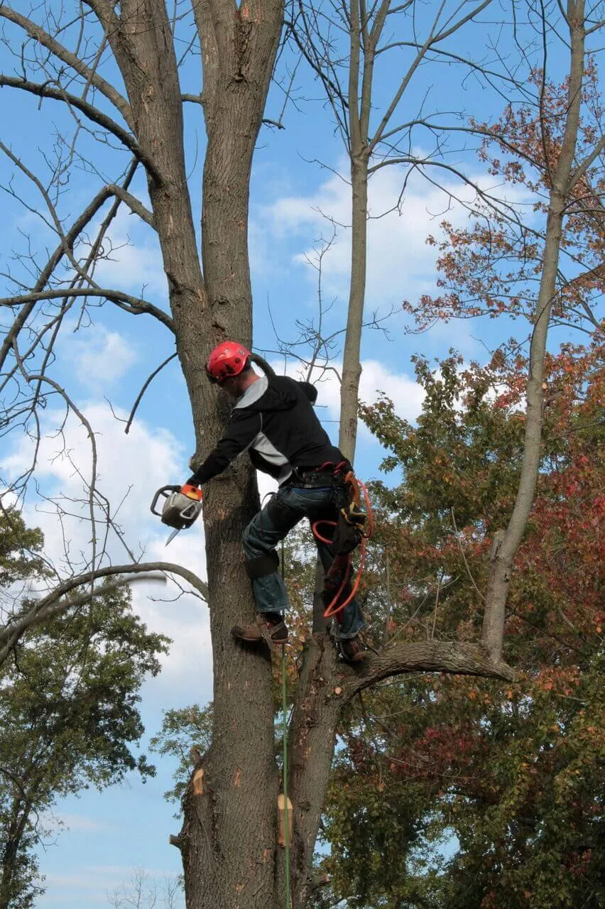 professional arborist - livermore tree service