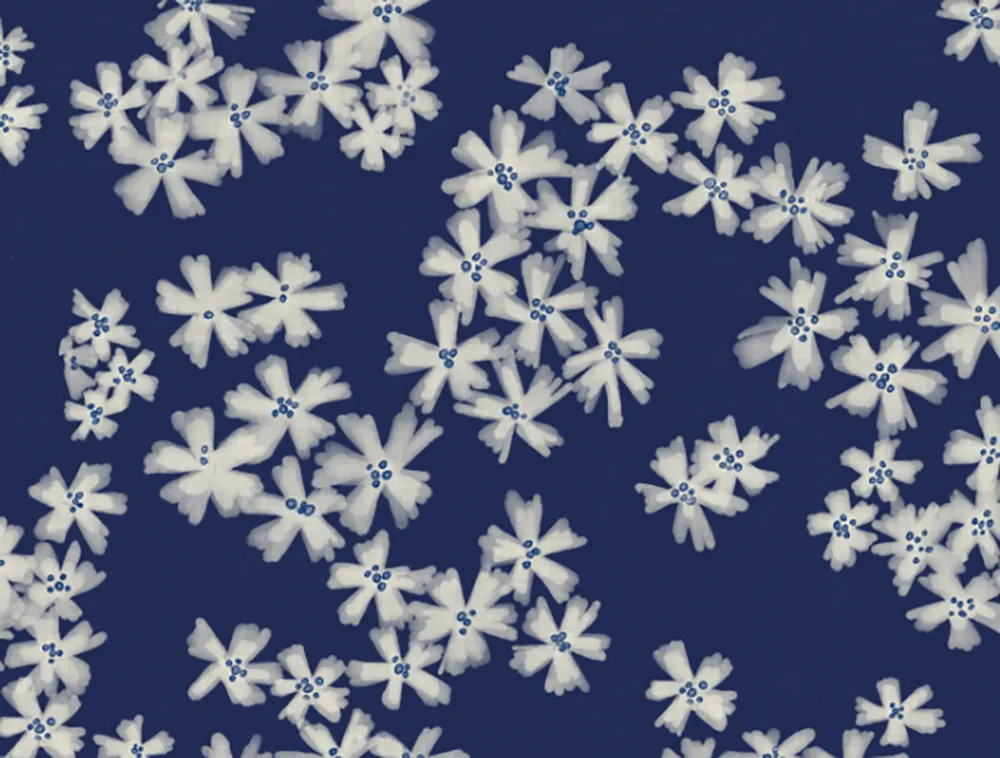 white watercolor flowers on navy
