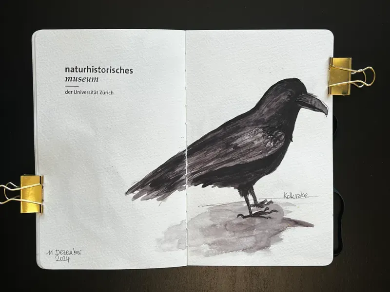 bianca-rathgeb-kolkrabe-illustration