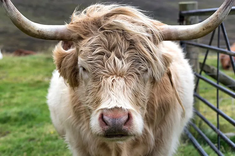 Highland Cow Scotland