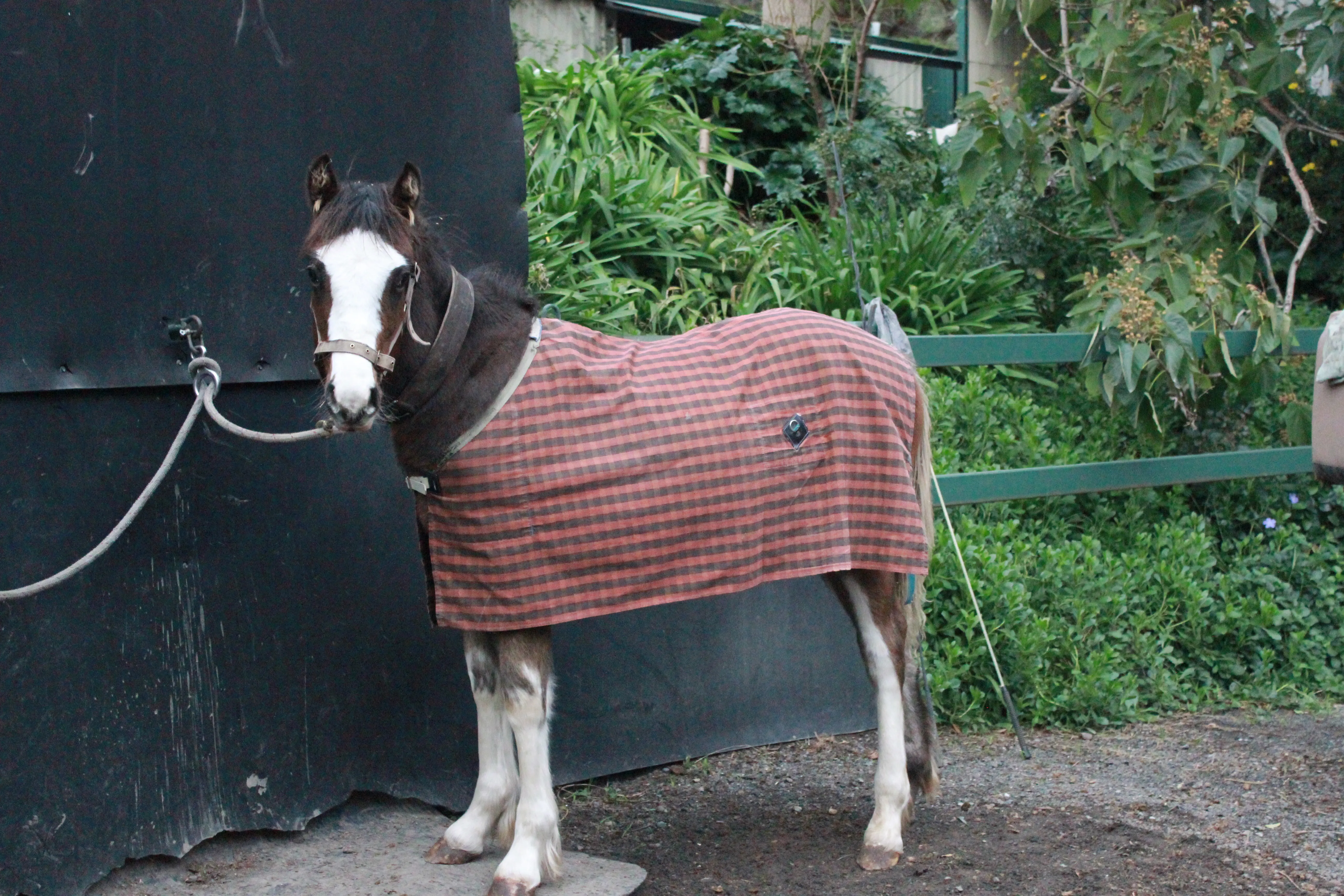 Diesel looking super cute hanging out and wearing a rug for the first time