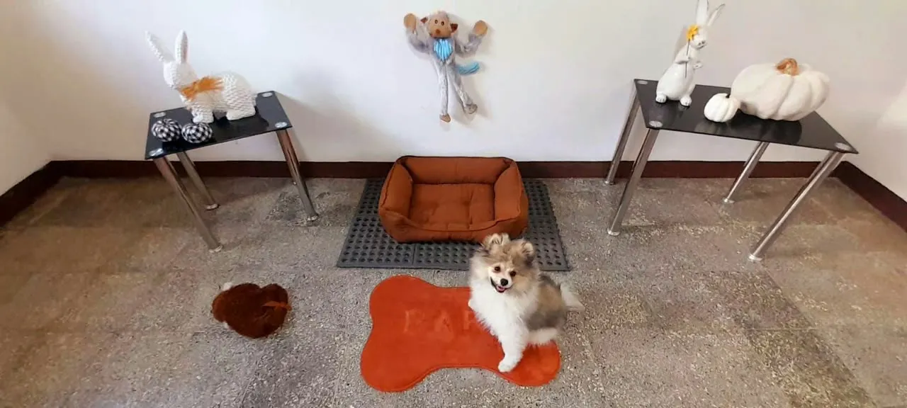 Hotel Boutique para perritos de raza pequeña en Little Woof San Lucas Sacatepequez