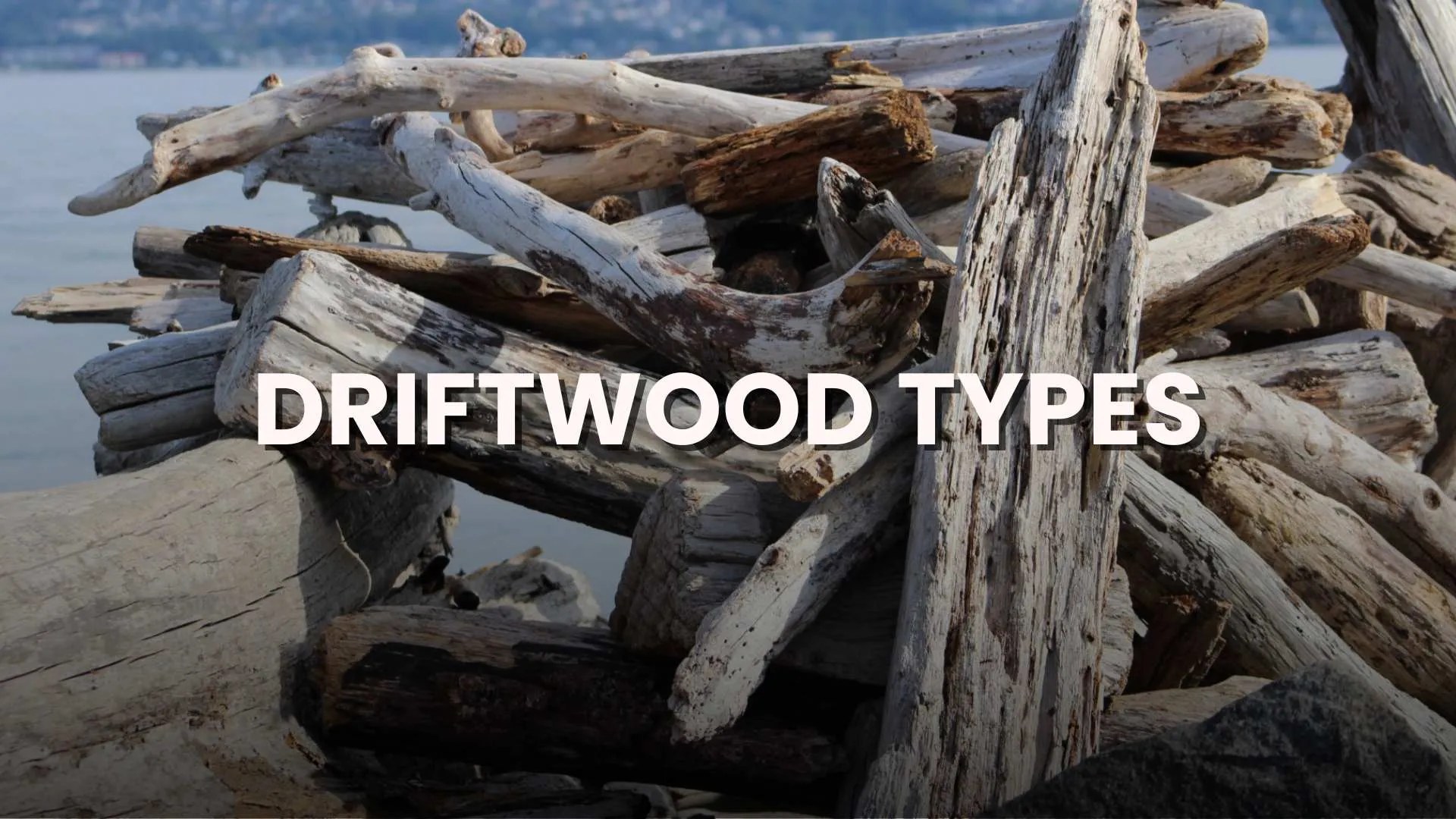 type of driftwood