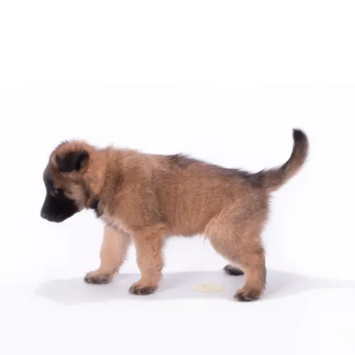 Young puppy mid-potty training on a white background — early-stage housebreaking success through Newman's Dog Training's puppy training, positive reinforcement, and in-home support in Northwest Arkansas.