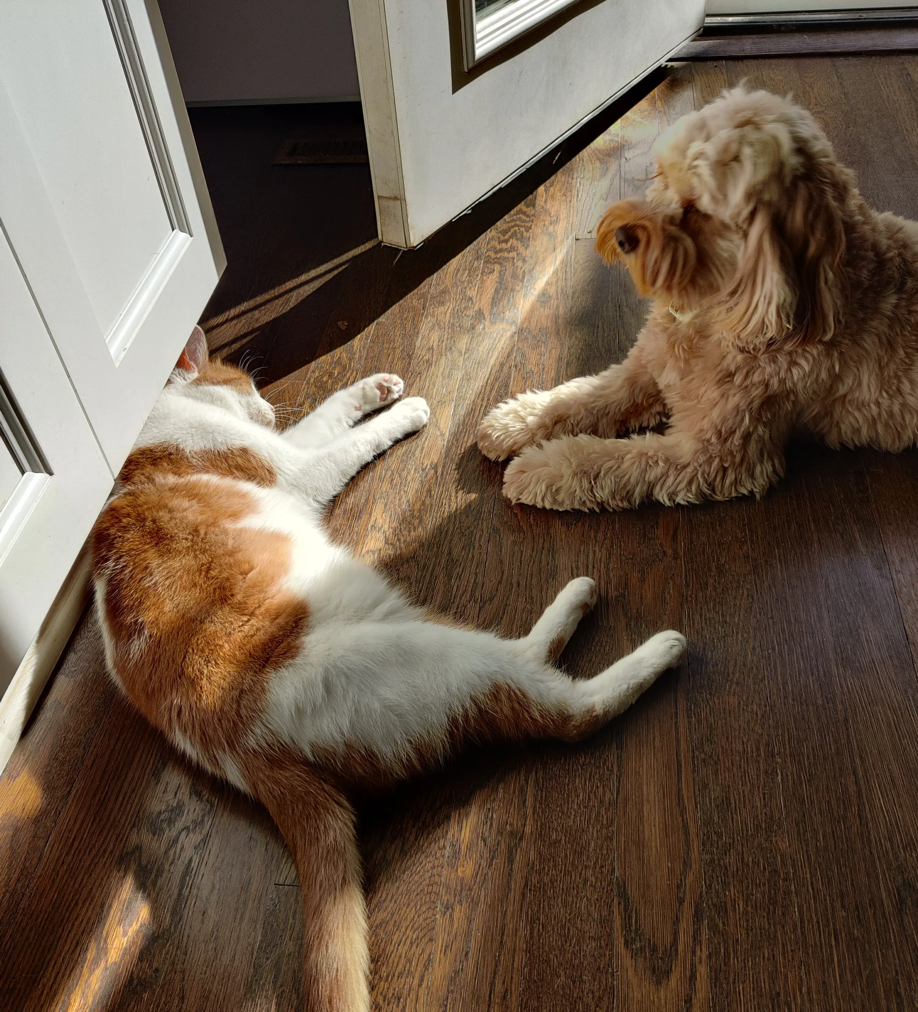 Cat introduction to a dog Newman's Dog Training in KC and NWA