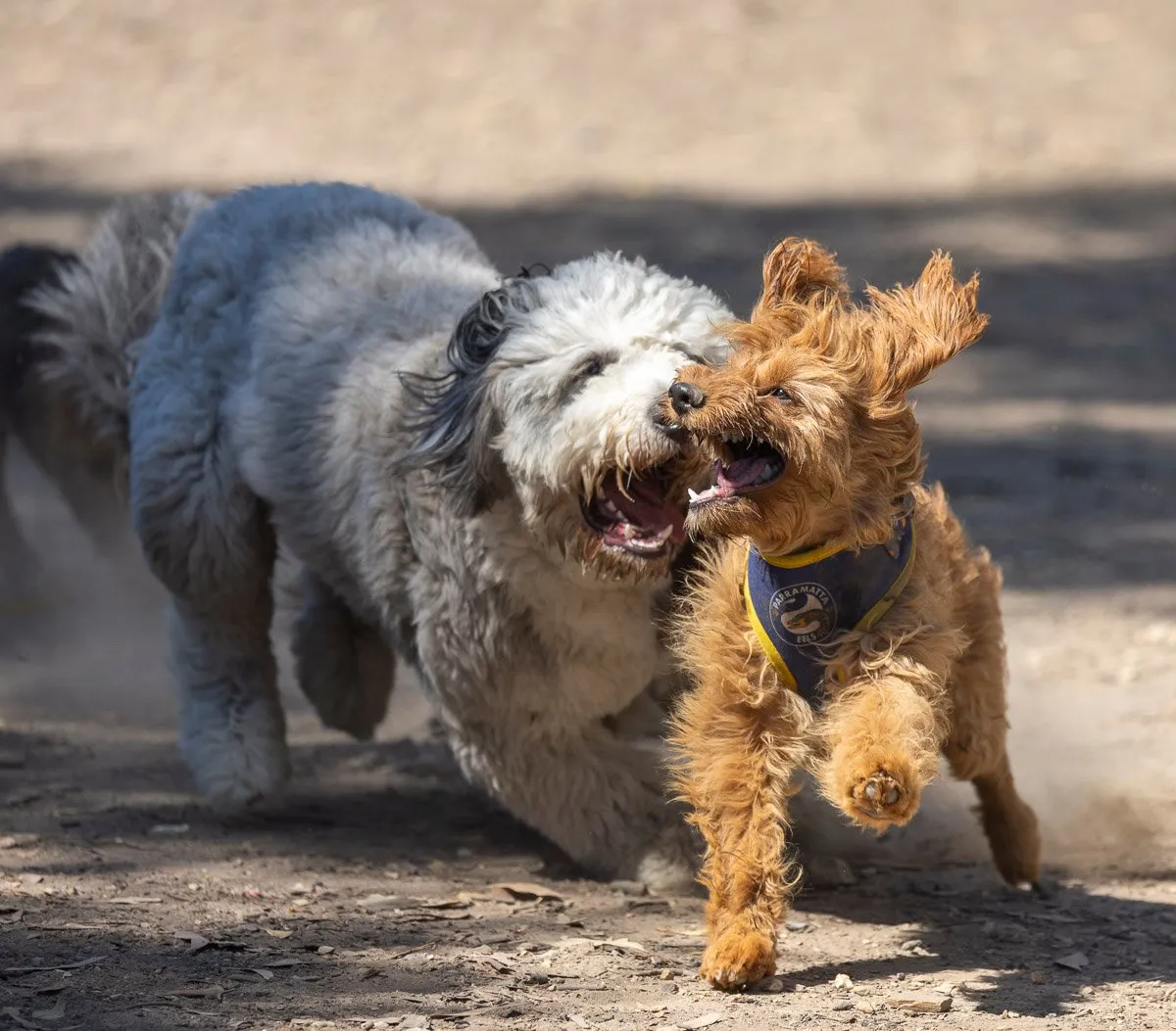 Rocky being chased by Murphy at Forde dog park