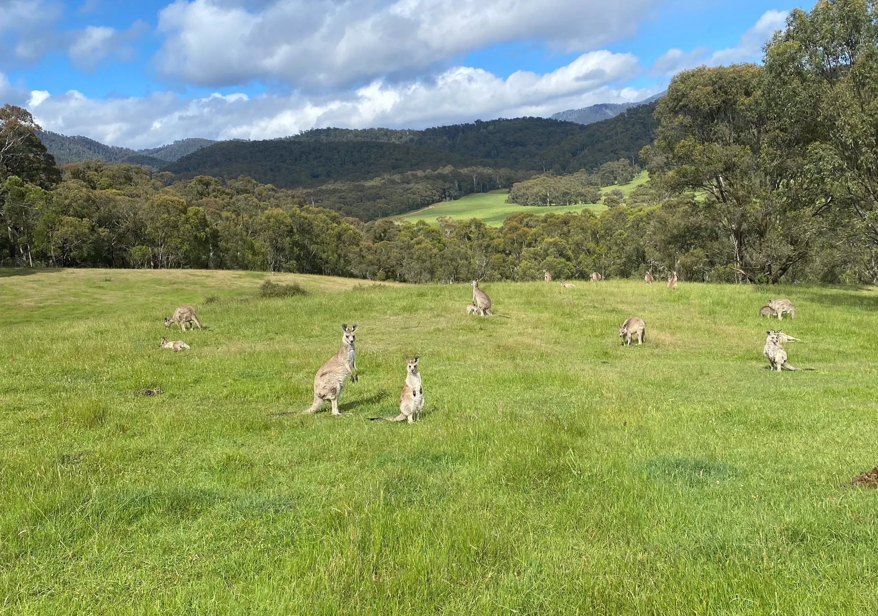 Kangaroos with joeys grazing in mountain landscape