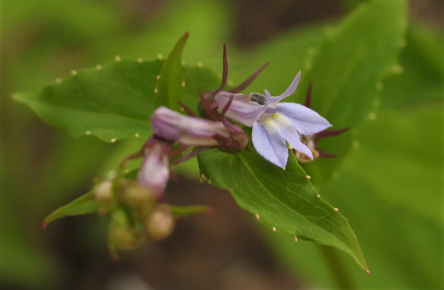 lobelia herb 