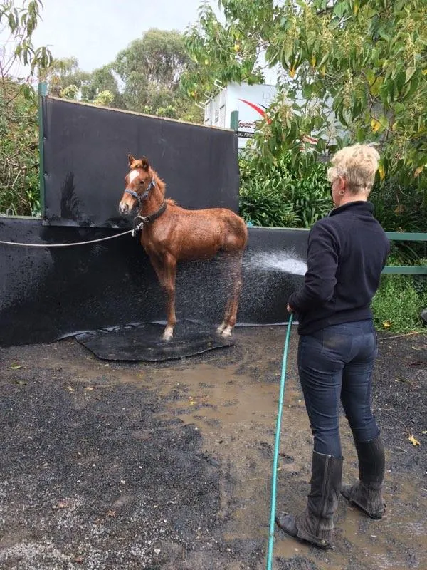 Polly getting a hose and learning how to stand calmly while having water on her