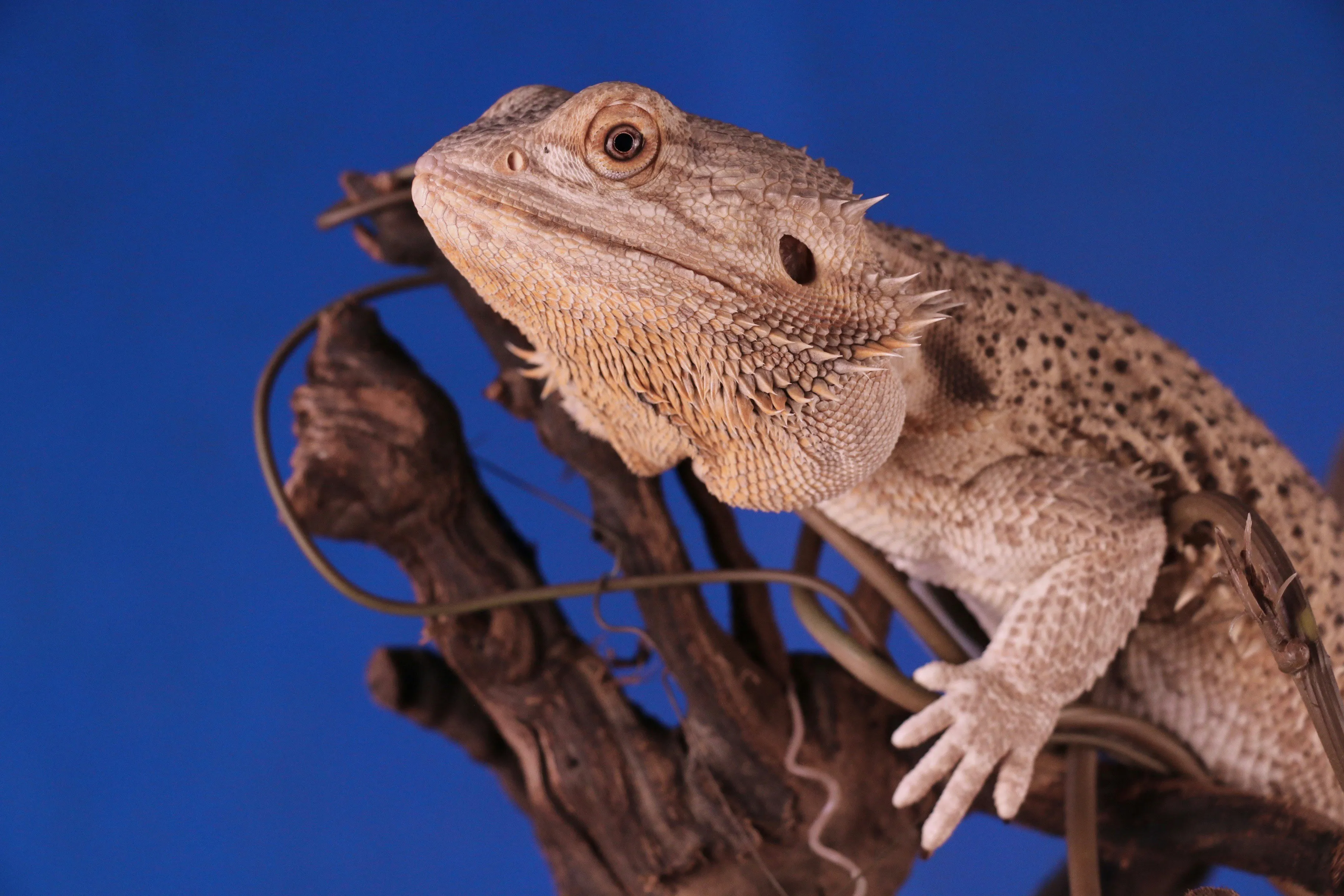 how to take care of bearded dragons