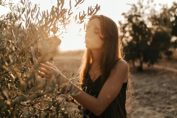 Jaen olive trees 