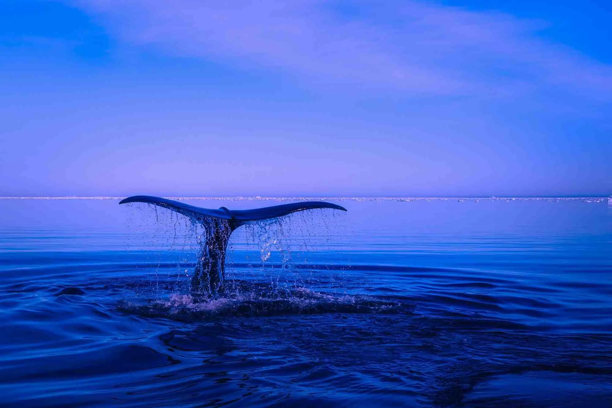 Whale tail at dusk