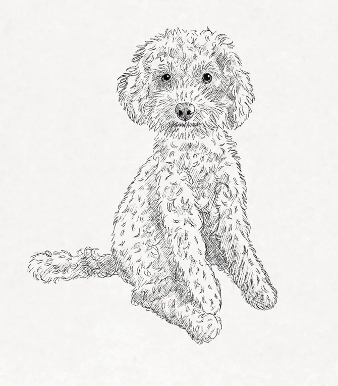 risarnica-pudelj-drawing-course-dogs