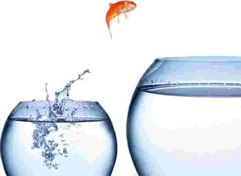 Fish jumping from a small bowl into a large bowl , taking a leap into new opportunity and transformation