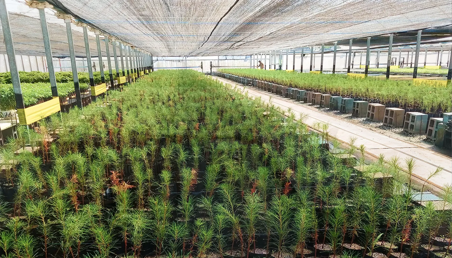 PRODUCCION DE PLANTINES FORESTALES YERBA BUENA, TUCUMAN Y NOA