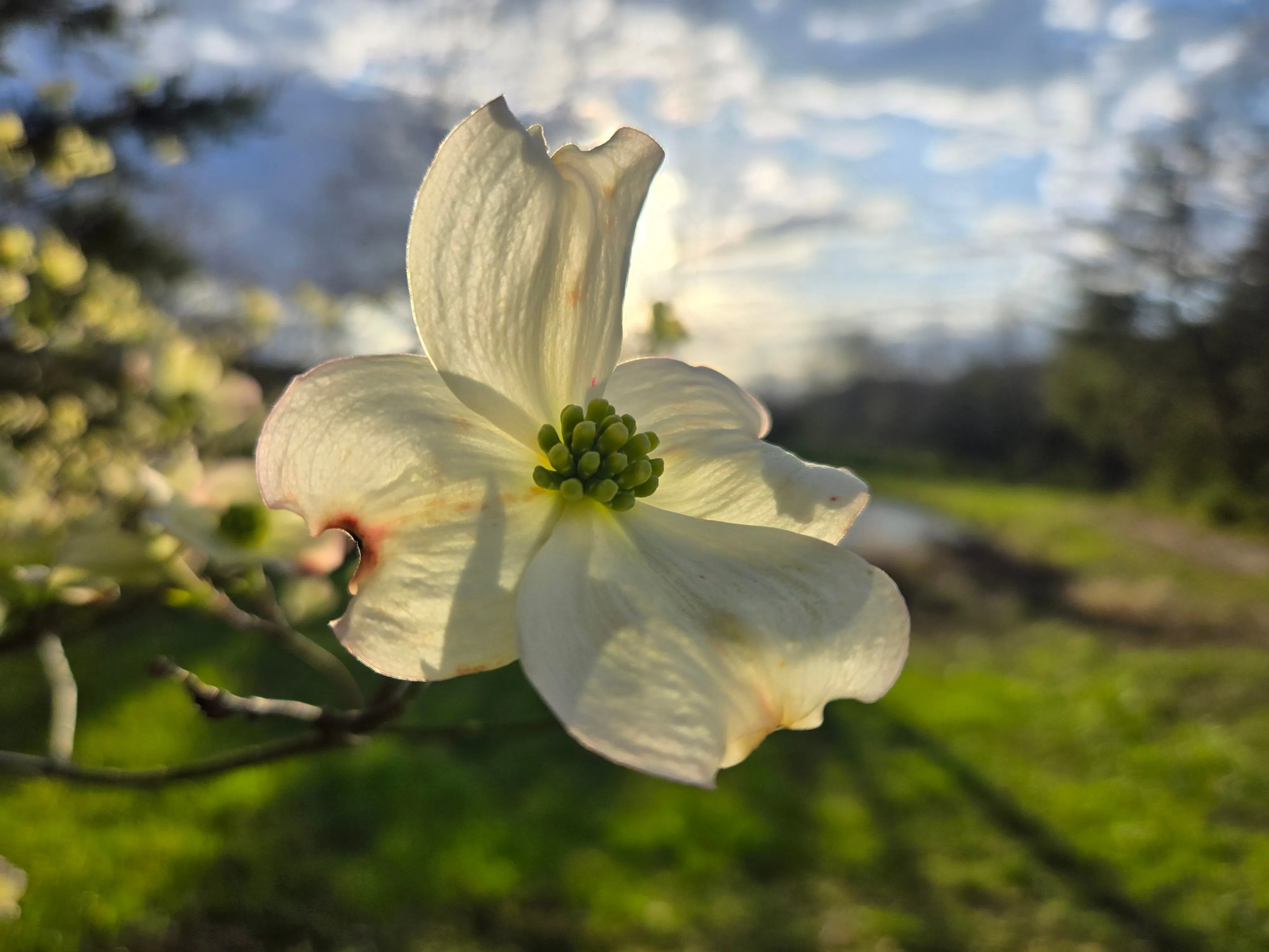 The Magic Land Dogs Dogwood