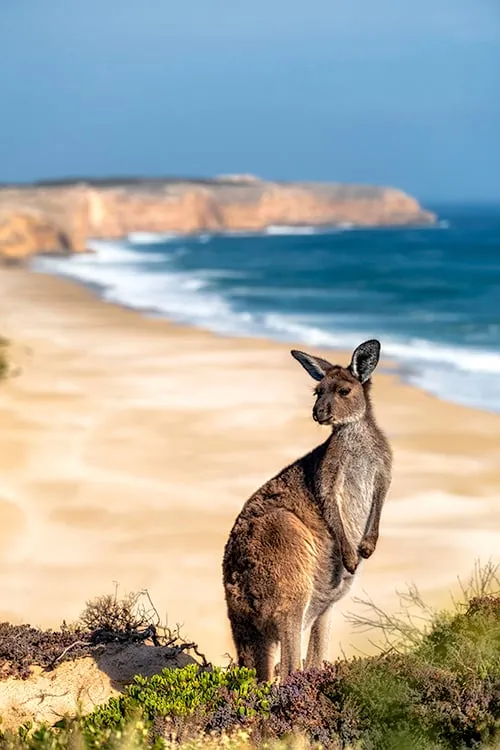 Kangaroo Innes National Park