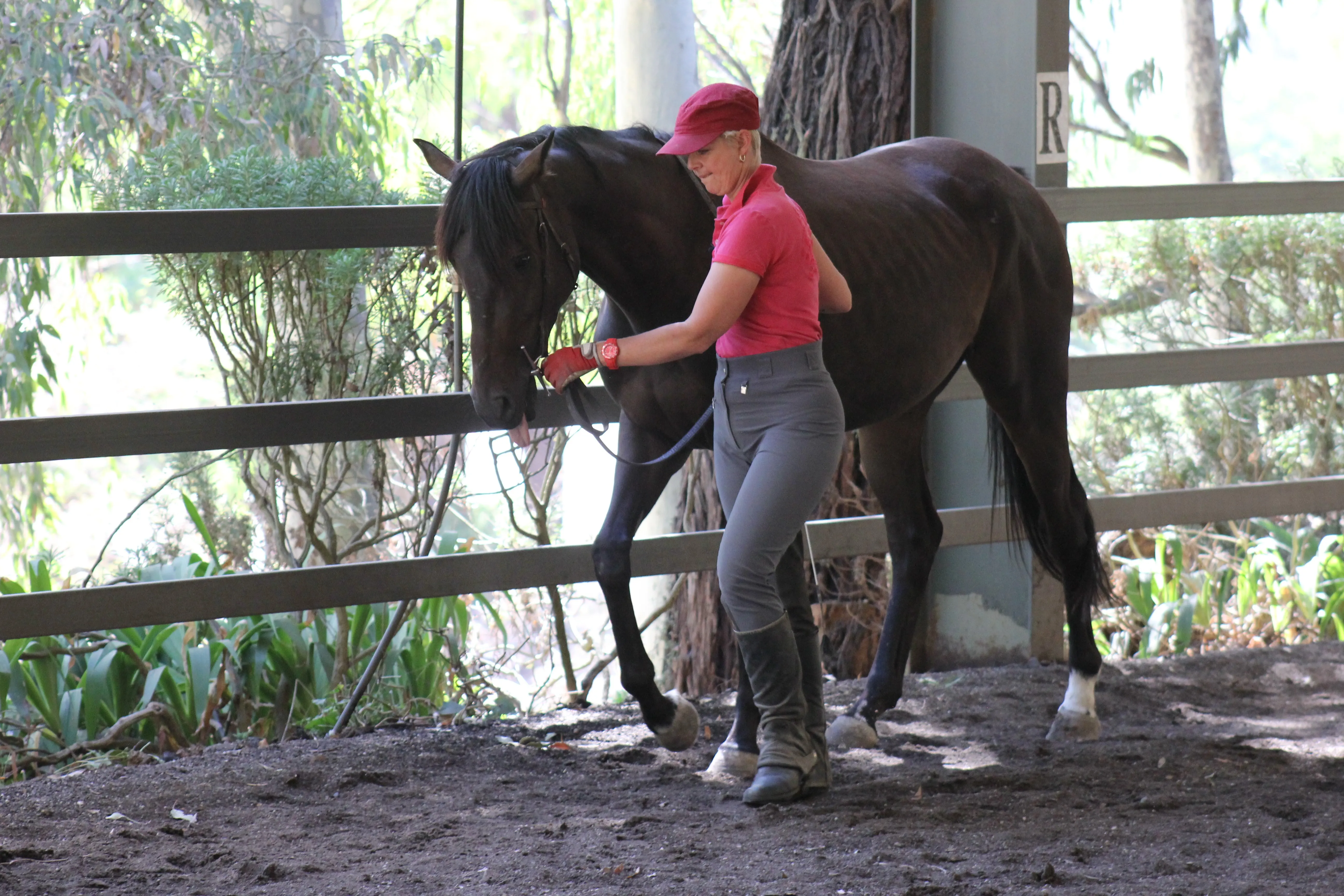 Danny going through our in-hand process to continue working on is posture and balance in locomotion